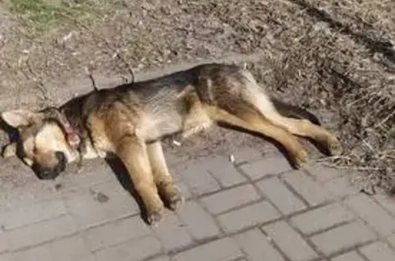 Найдена собака, Ростов-на-Дону, фото: Найдена собака, проспект Королёва, 32/36, Ростов-на-Дону - похожа на овчарку