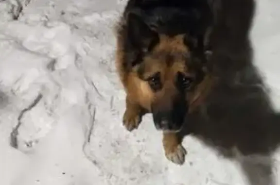 Найденные животные Черногорск, фото: Найден собака, проспект Космонавтов, Черногорск - немецкая овчарка, 3 года