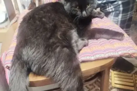 Пропал кот, Набережная улица, Чита - чёрный окрас с белым пятном на груди - photo