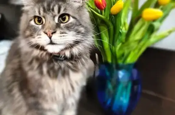 Пропал кот, Ярославль, Ярославская область - серо-пепельная шерсть, голубой ошейник - photo