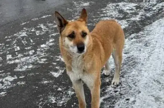 Найдена собака, Новинки, фото: Найдена собака, Приозёрная улица, 43, Новинки - кастрирован, чипирован