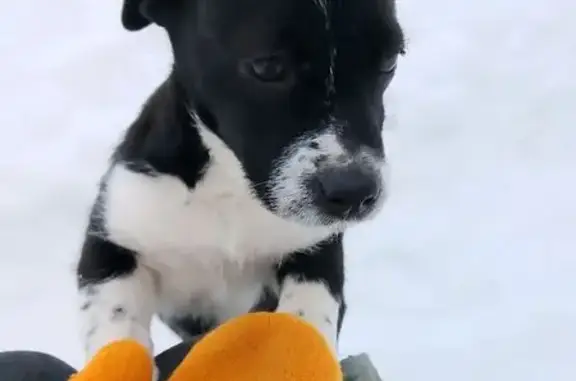 Пропала собака, девочка, Новиково, Рязанская область - щенок в розовой шлейке - photo