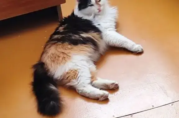 Найдена кошка, Глазов, фото: Найдена кошка, Интернациональная улица, 9А, Глазов