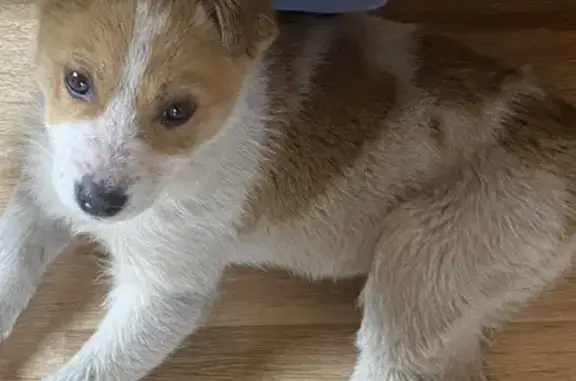 Найдена собака, девочка, улица Веры Волошиной, 14, Кемерово - photo