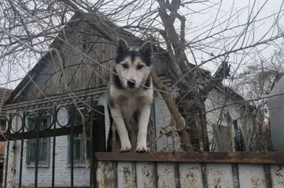 Найдена собака, Нальчик, фото: Найдена собака, Экскаваторный переулок, Нальчик - один глаз разноцветный