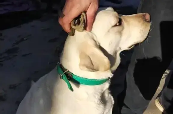 Найдена собака, Саратов, фото: Найдена собака, улица Тархова, 17А, Саратов - лабрадор с зелёным ошейником