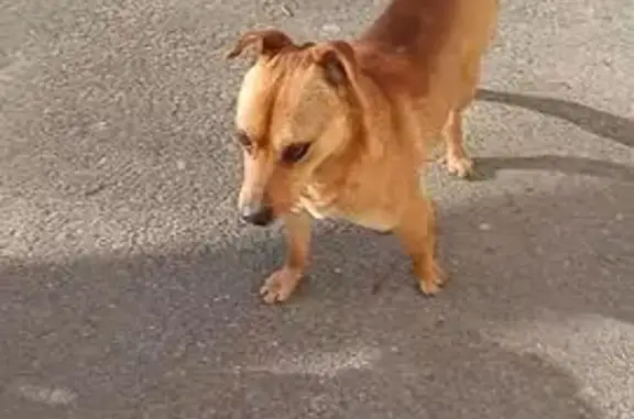 Найдена собака, Ростов-на-Дону, фото: Найден собака, мужской, Ворошиловский проспект, 91 к2, Ростов-на-Дону - без ошейника, средний размер