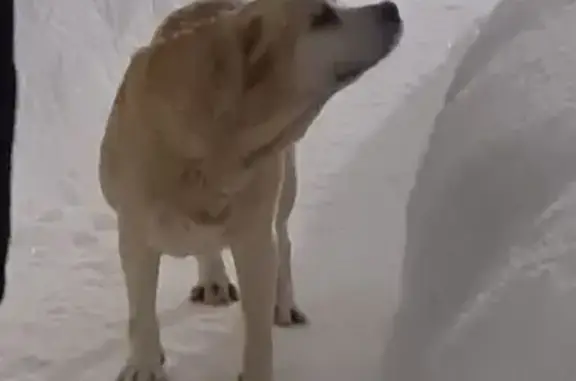 Пропала собака, улица Яскино, Одинцово - девочка лабрадор, окрас палевый - photo