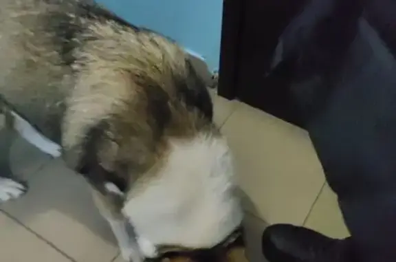 Найдена собака, Благовещенск, фото: Найдена собака женского пола, Игнатьевское шоссе, 16/2, Благовещенск - разноцветные глаза