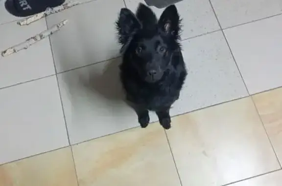 Найдена собака, Новосибирск, фото: Найдена собака, Ставропольская улица, 111, Новосибирск - дружелюбная и активная