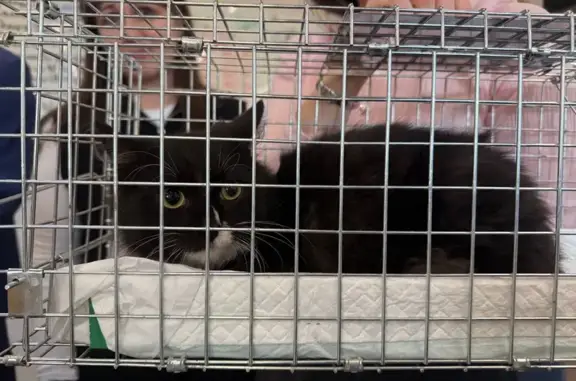 Найдена кошка, Тосно, фото: Найдена кошка, Тосно