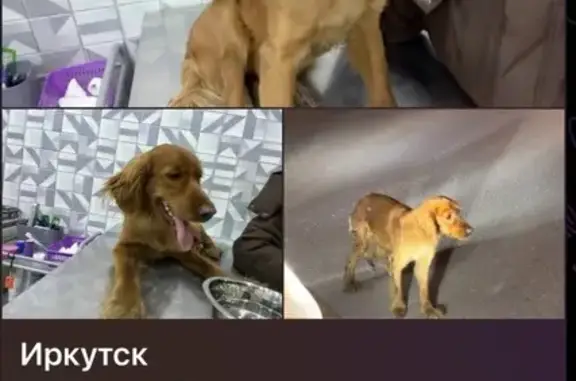 Найдена собака, Иркутск, фото: Найдена собака, улица Баррикад, 211/1, Иркутск - рыжий парень, стриженный