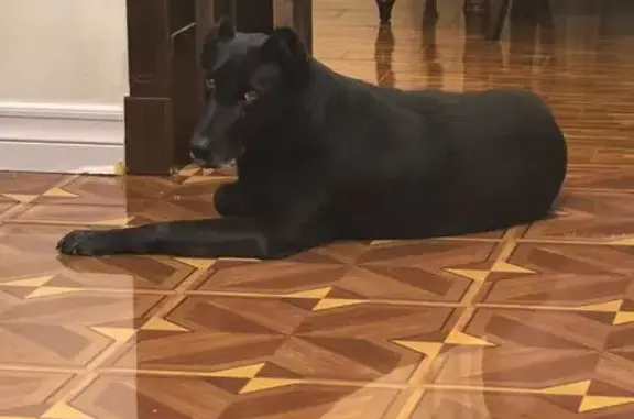 Собаки потеряшки, Краснодар, фото: Потеряшка собака на ул. Будённого, Краснодар