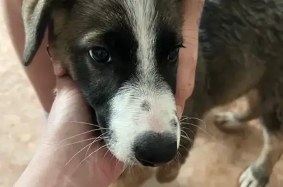 Найдена собака, Вологда, фото: Найден собака, мужской, улица Текстильщиков, Вологда - серый с белым, возраст до года