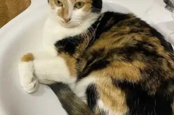 Пропала кошка, 6, Старый Оскол - трёхцветная с шрамом от стерилизации - photo