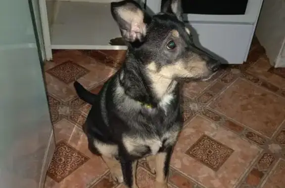 Пропала собака, улица 60 лет Октября, Челябинск - откликается на Муська - photo