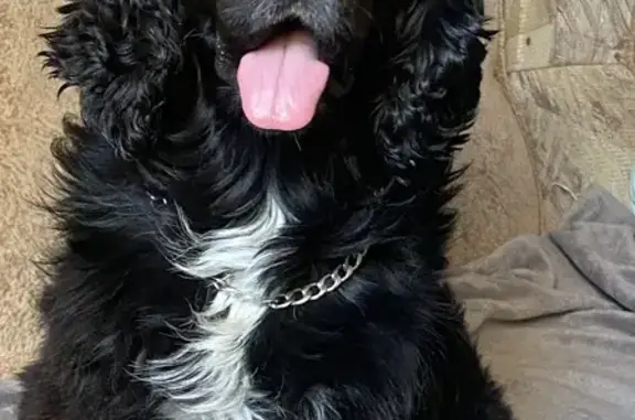 Пропала собака, Подгорная улица, Верхняя Грязнуха, Петров Вал - photo