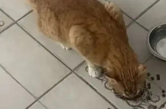 Пропал кот, 2-я новая, 4, Щепкин - ярко-рыжий, болит задняя лапа - photo