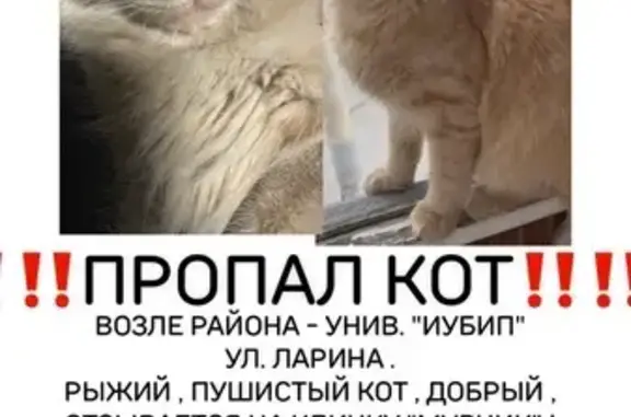 Пропал кот, мужской, Башкирская улица, Ростов-на-Дону - пушистый и длинношёрстный - photo