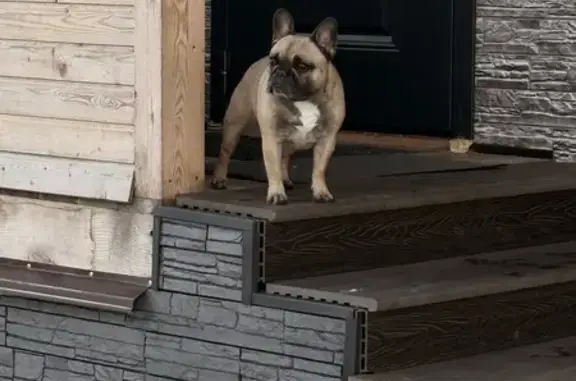 Найдена собака, Петушинское, фото: Найдена собака, палевый окрас, Петушинское сельское поселение, Владимирская область