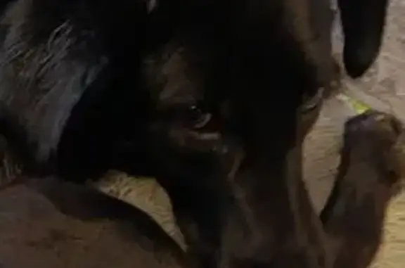 Найдена собака, Екатеринбург, фото: Найден собака, мужской, Даниловская улица, 5, Екатеринбург - черный ошейник с белой стяжкой