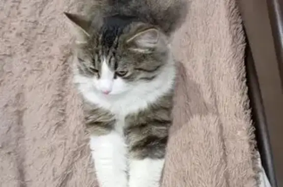 Пропал кот, улица Немировича-Данченко, 20, Нижний Новгород - трёхцветный, кастрирован - photo