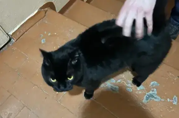 Найдена кошка, Иркутск, фото: Найден кот, Волжская улица, 31, Иркутск - полностью черный, глаза ярко желтые