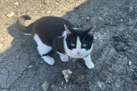 Найдена кошка, Витязево, фото: Найдена кошка, мужской пол, Верхнее Джемете, Витязево