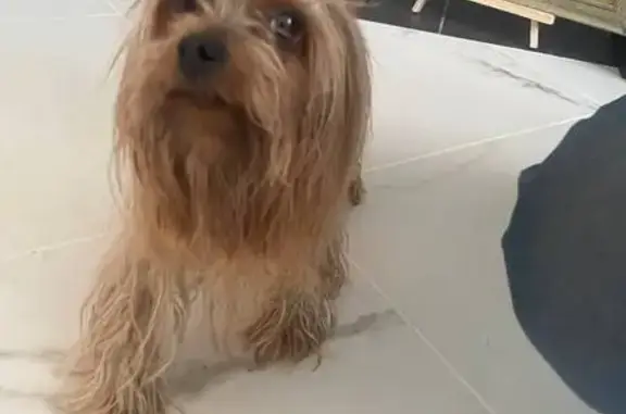 Найдена собака, Энгельс, фото: Найден собака, мужской, улица Ленина, 192, Энгельс