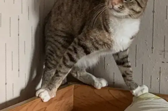 Пропала кошка, Молодёжный проезд, 7, Заречный - зелёные глаза, тигровые лапы - photo