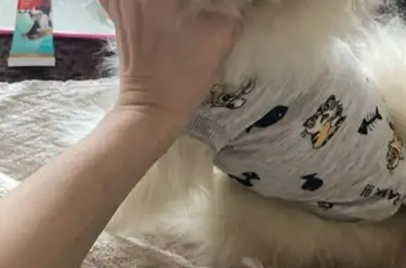 Пропала собака, улица Нижняя Дуброва, Владимир - щенок померанский шпиц - photo