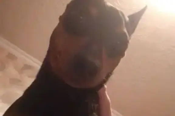 Пропал собака, улица Быковского, 11А, Красноярск - мини доберман - photo