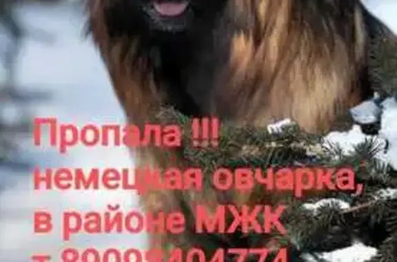 Пропала собака, Иртышская улица, 21, Хабаровск - чёрно-рыжий окрас - photo