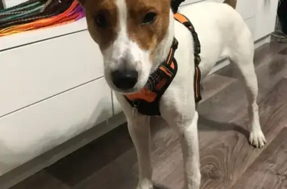 Найдена собака, Новосибирск, фото: Найден собака, мужской, улица Красина, 60, Новосибирск