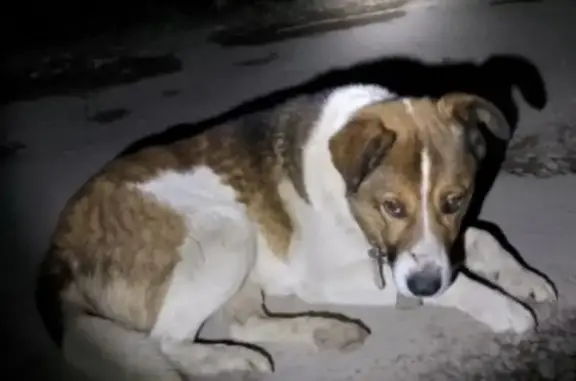 Пропал собака, мужской, улица 50 лет Октября, 137А, Северская - photo