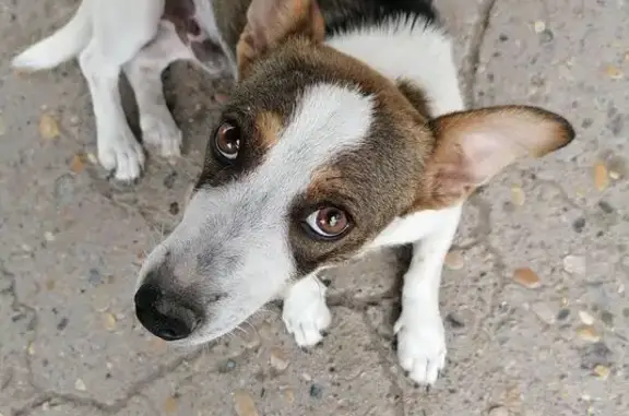 Пропала собака, мужской, улица Крупской, Зеленокумск - смесь джека рассела и дворняги - photo