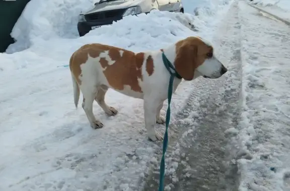 Найдена собака, Пенза, фото: Найден собака, мужской, Светлая улица, 2, Пензенский городской округ