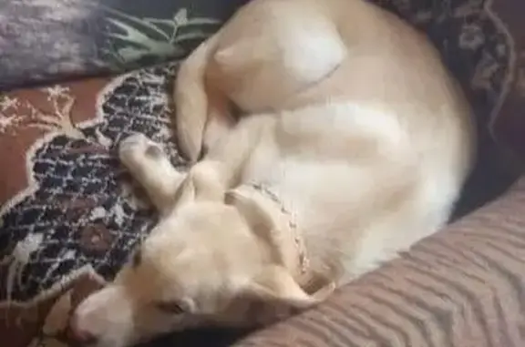 Пропал собака, мужской, 58К-168, 105, Бессоновка - photo