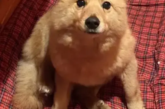 Найдена собака, Солнечногорск, фото: Найдена собака, девочка, Солнечногорск - карело-финская лайка