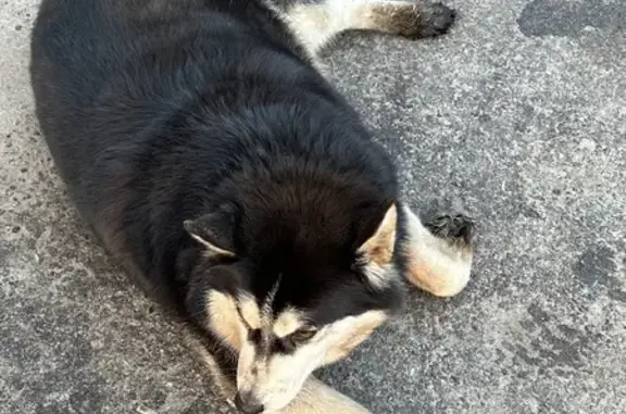 Найдена собака, Подольск, фото: Найден собака, Плещеевская улица, 15Б, Подольск - хаски с разными глазами