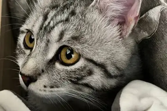 Найдена кошка, Нефтеюганск, фото: Найден кот, Набережная улица, Нефтеюганск - серо-голубой окрас