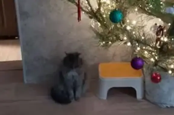 Пропал кот, Красноярская улица, 63, Краснослободск - серый пушистый - photo