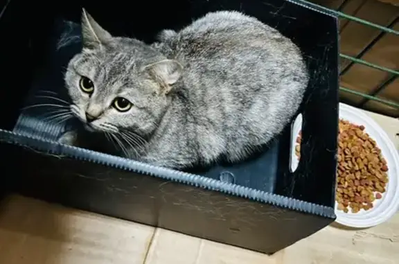 Найдена кошка, Казань, фото: Найдена кошка, улица Дементьева, 72, Казань - синий ошейник