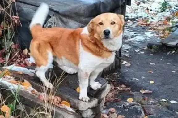 Пропал собака, мужской, улица Карбышева, 19, Берёзовский - рыжий с белым окрас - photo