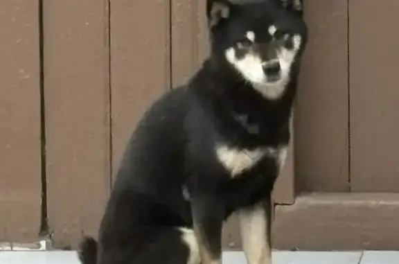 Пропала собака, Сахалинский переулок, 61, Ростов-на-Дону - порода Сиба ину - photo