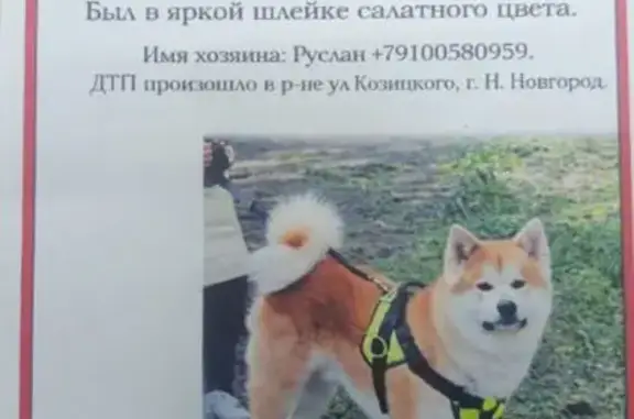 Пропал собака, улица Вячеслава Шишкова, 3, Нижний Новгород - акита-ину, рыжий окрас - photo