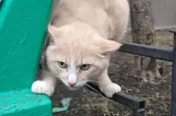 Найдена кошка, Санкт-Петербург, фото: Найдена кошка, Отечественная улица, 7, Санкт-Петербург - напуганная и шипит