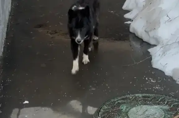 Найдена собака, Москва, фото: Найдена собака, Рублёвское шоссе, 18 к1, Москва - старый чёрно-белый пёс с зелёным ошейником