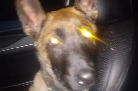 Пропал собака, мужской, Радужная улица, Ворщиково - малинуа с ошейником с шипами - photo