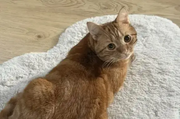 Пропал кот, Старокаменный переулок, 5, Калининград - тактильный и небольшого размера - photo